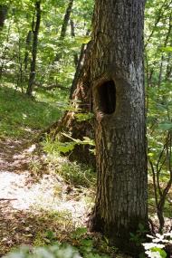 Червона Поляна з panoramio.com