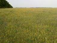 Рудівка з panoramio.com