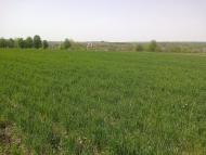 Білоусівка з panoramio.com