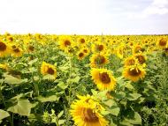 Ольгопіль з panoramio.com