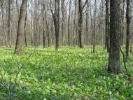 Манченки з panoramio.com