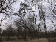 Роздольне з panoramio.com