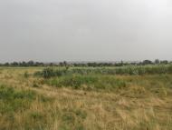 Комар з panoramio.com