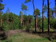 Твердомедове - Останні фото