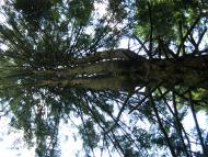 Пшеничники з panoramio.com