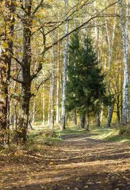 Смига з panoramio.com