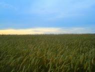 Топільне з panoramio.com