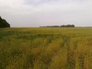 Рудівка - Останні фото