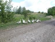 Вербівка з panoramio.com