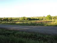 Комар з panoramio.com