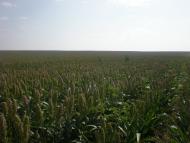 Липове з panoramio.com