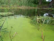 Думанці з panoramio.com