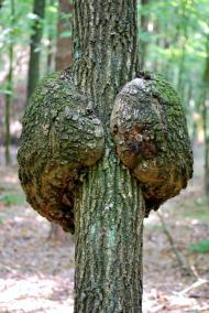 Дерно з panoramio.com