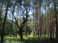 Кодра з panoramio.com