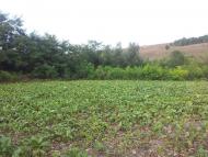 Бахтинок з panoramio.com