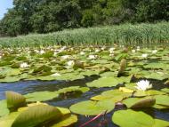 Сокільники з panoramio.com