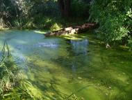 Косяківка з panoramio.com