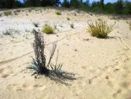 Сергіївка - Останні фото