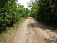 Комар з panoramio.com