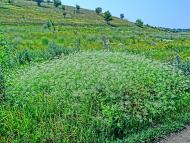 Оліївка з panoramio.com