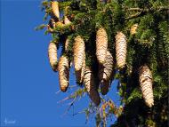 Смига з panoramio.com