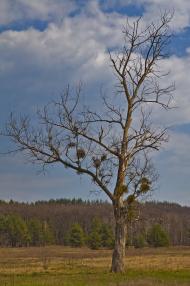 Першотравневе з panoramio.com