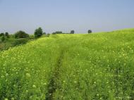 Хрипаличі з panoramio.com