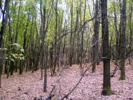 Мілова Балка з panoramio.com