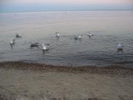 Вікторівка з panoramio.com