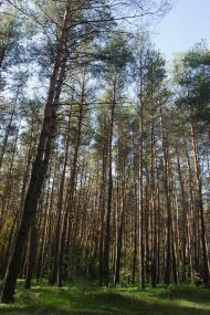 Булахівка з panoramio.com