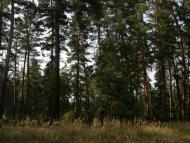 Кукулівка з panoramio.com