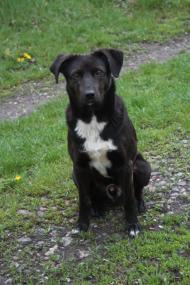 Дмитрівка з panoramio.com