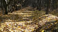 Новокатеринівка з panoramio.com