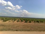 Фруктове з panoramio.com