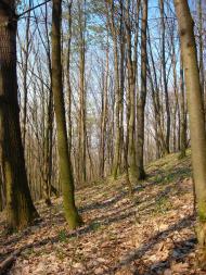 Будище - Последние фото