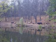 Рибальське з panoramio.com