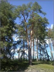 Ушівка з panoramio.com