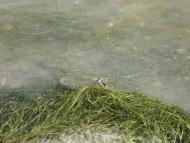 Вікторівка з panoramio.com