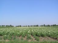 Горішнє Залуччя - Останні фото