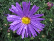 Троянівка з panoramio.com