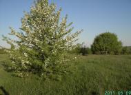 Климівка з panoramio.com