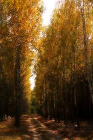 Косачівка з panoramio.com