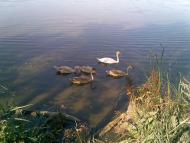 Семенівка з panoramio.com