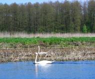 Думанці з panoramio.com