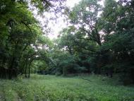 Підлісне з panoramio.com - Pidlisne