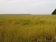 Рудівка - Останні фото