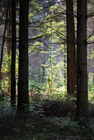 Дерно з panoramio.com