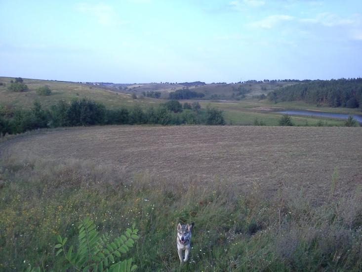 Половецьке з panoramio.com - Половецьке