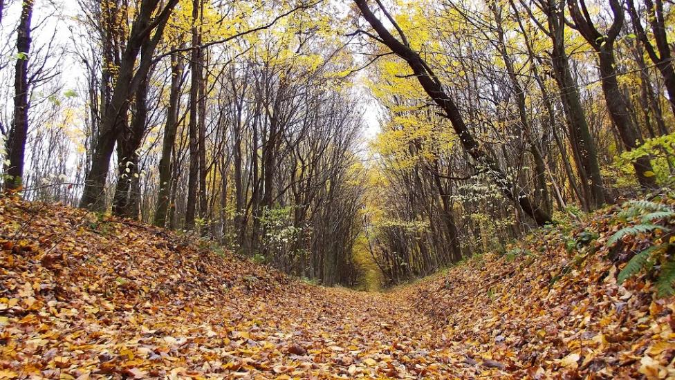 Лаврів з panoramio.com - Лавров