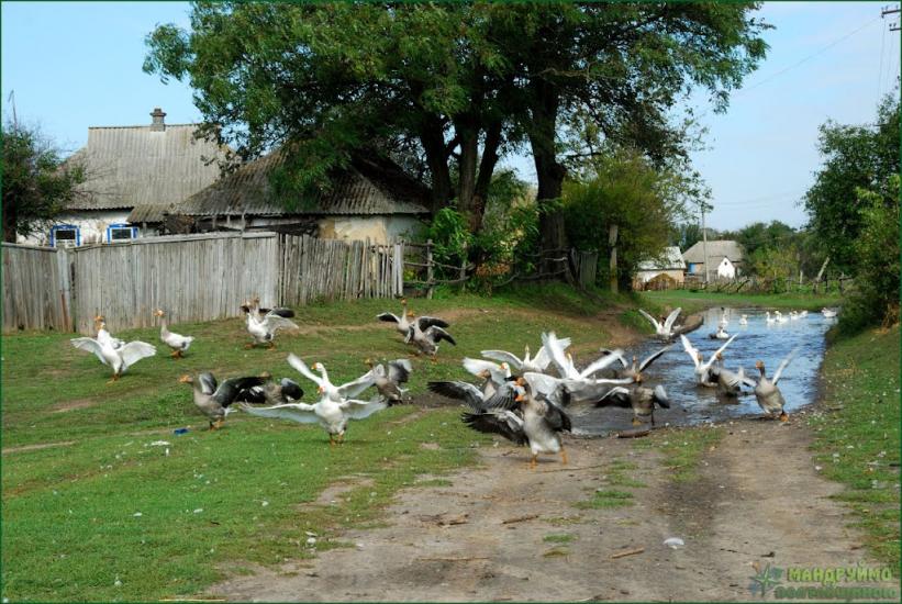 Усівка з panoramio.com - Усівка